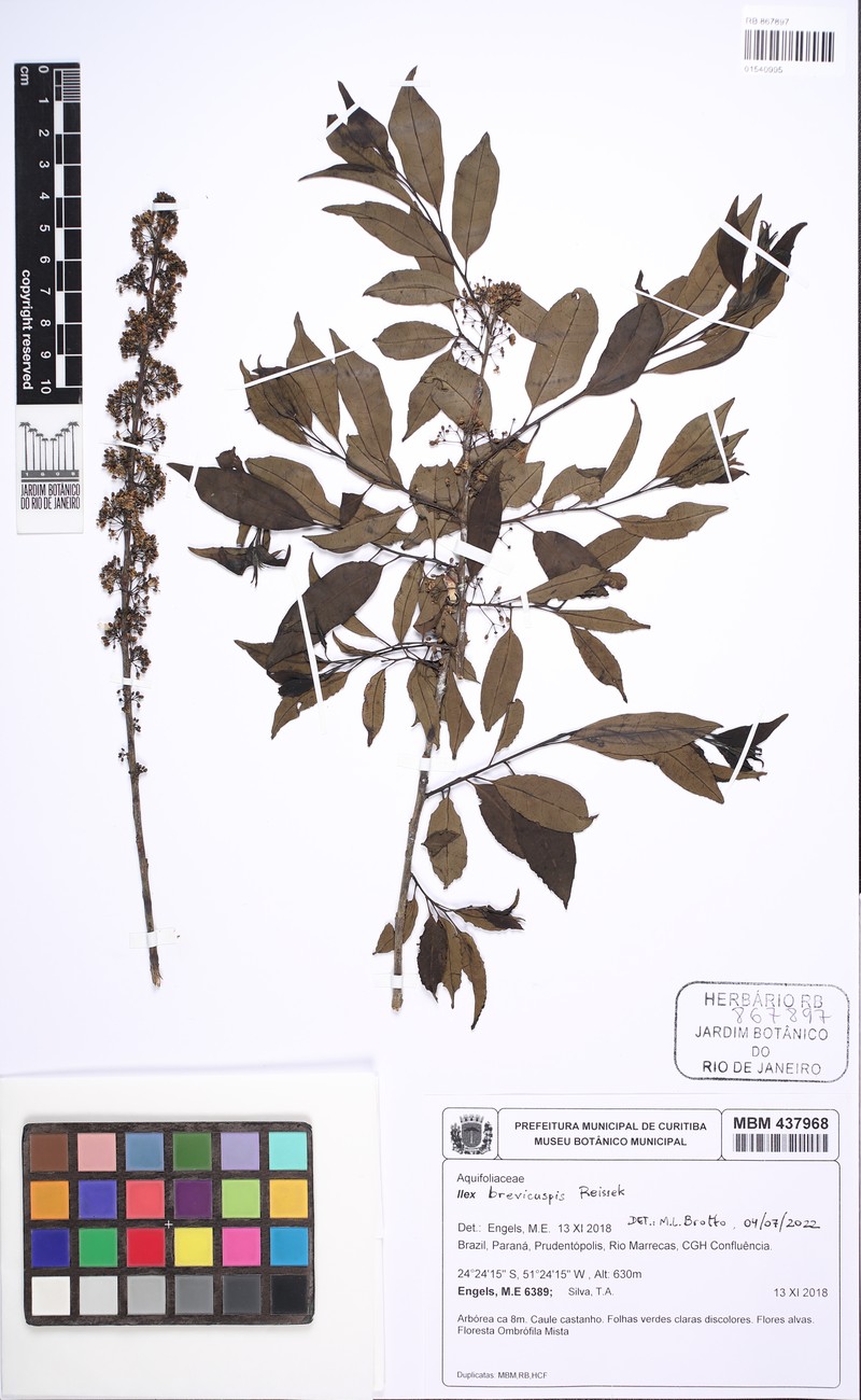 Ilex brevicuspis photo 7
