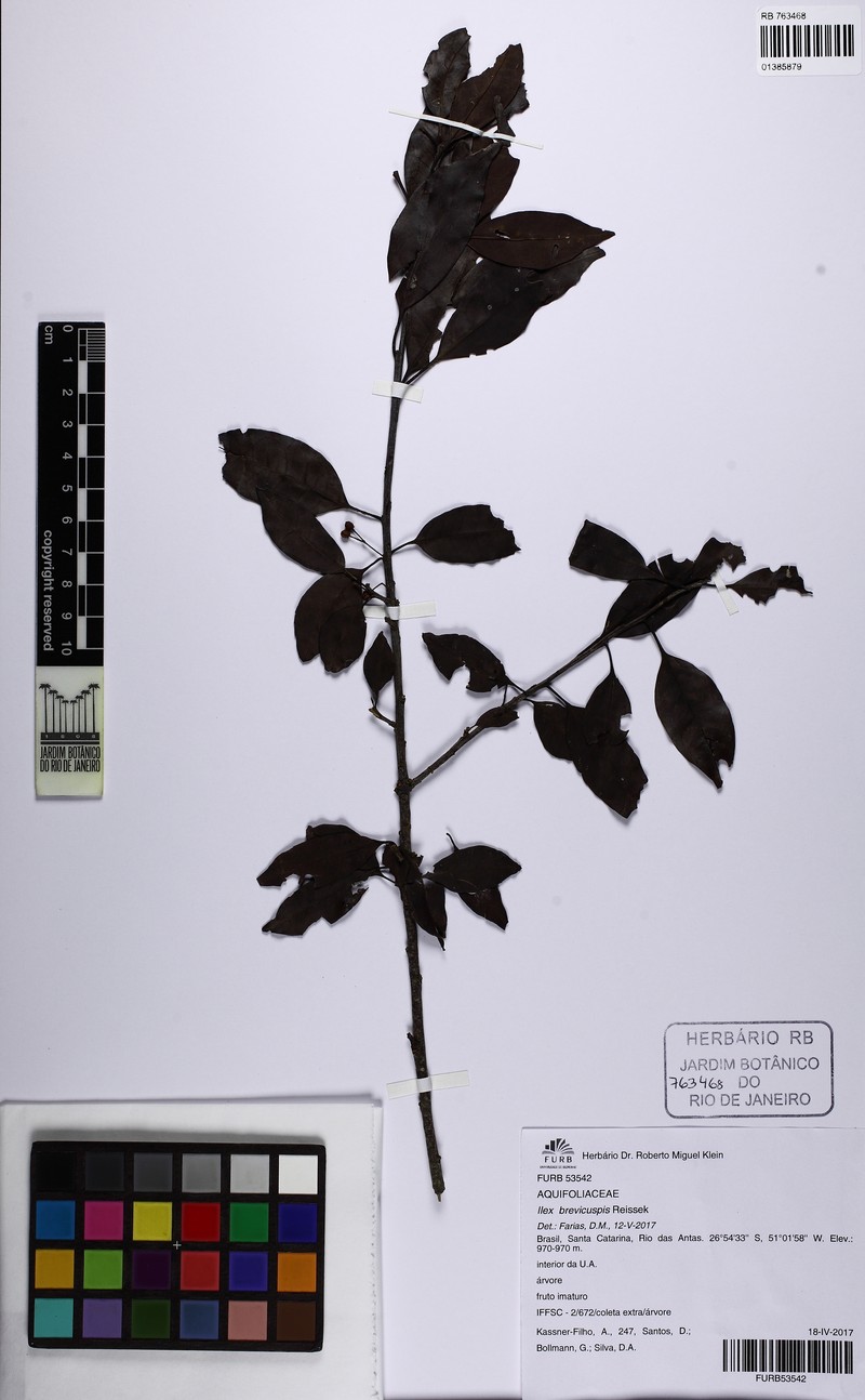 Ilex brevicuspis photo 8