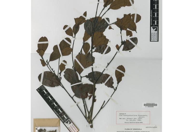 Ilex brevipedicellata