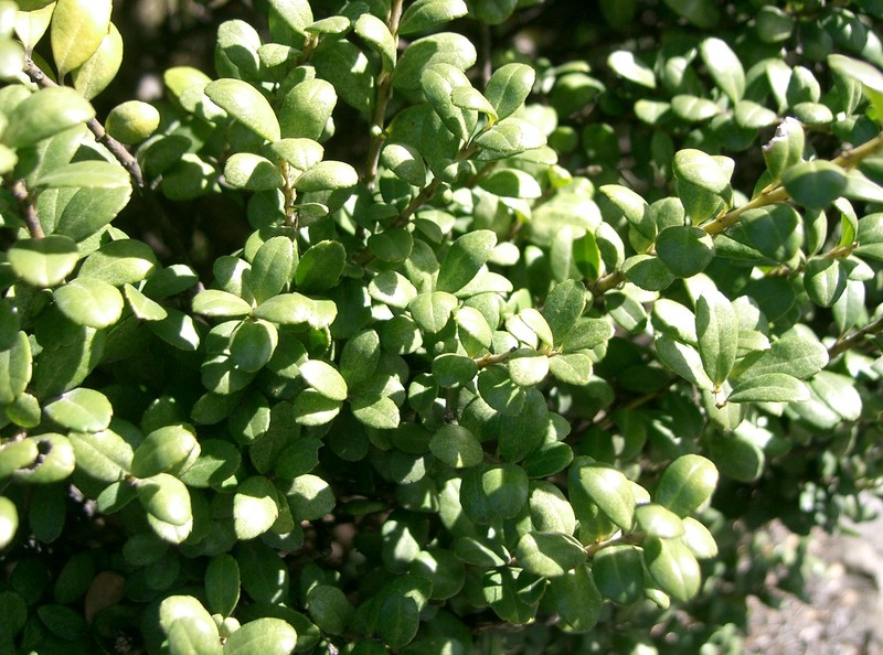 Ilex bullata