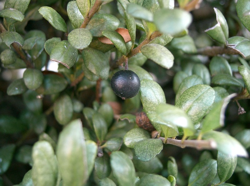Ilex bullata photo 2