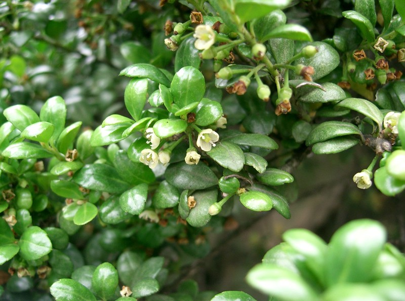 Ilex bullata photo 3