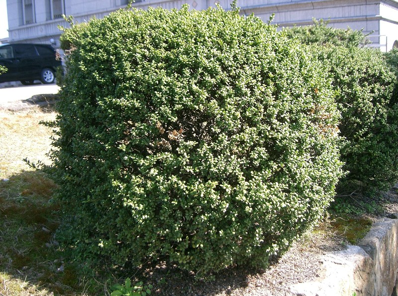 Ilex bullata photo 4