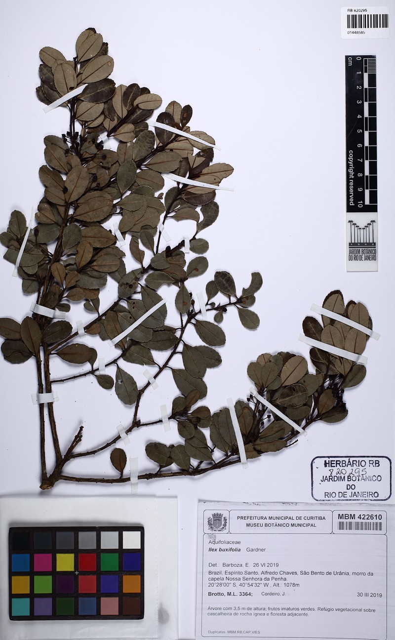 Ilex buxifolia