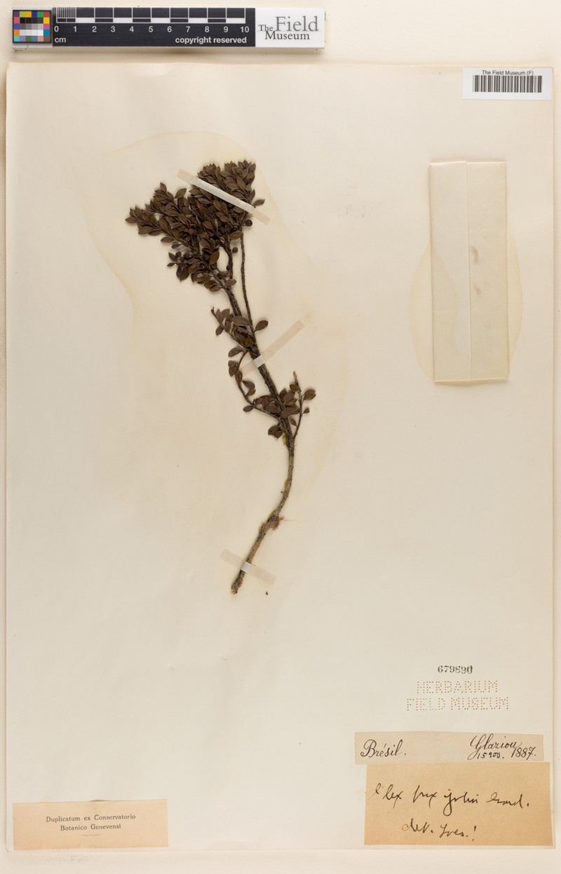 Ilex buxifolia photo 2