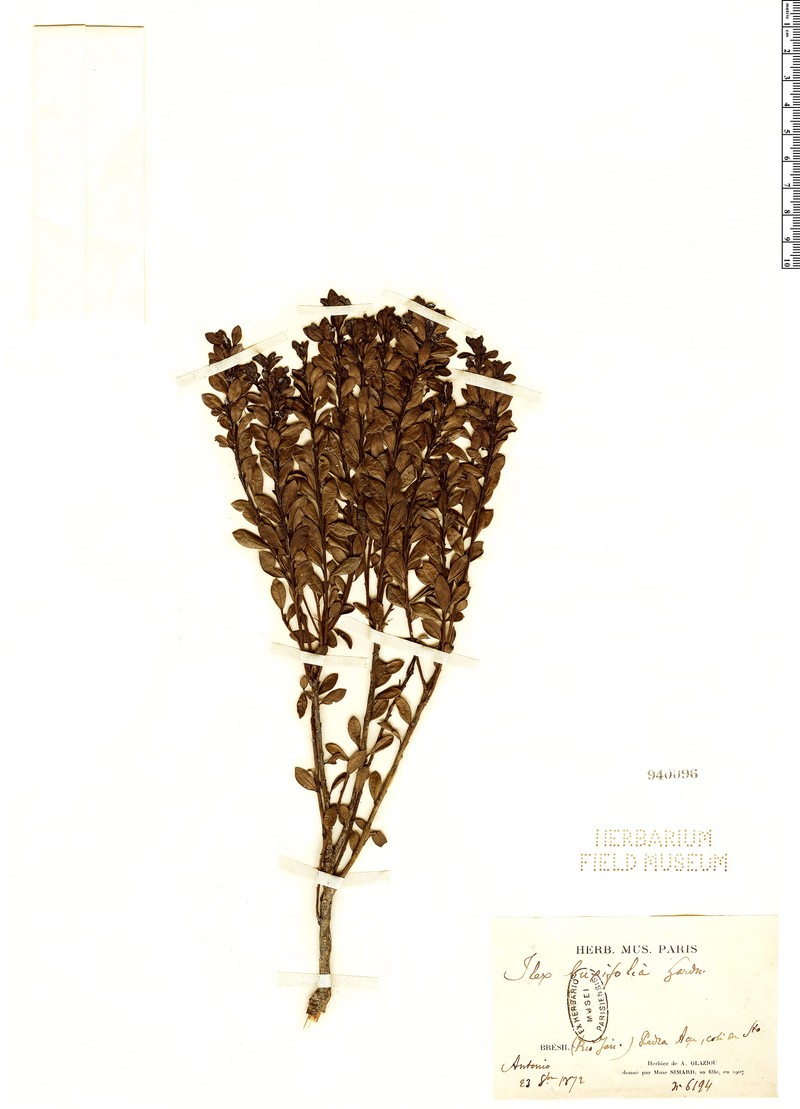 Ilex buxifolia photo 3