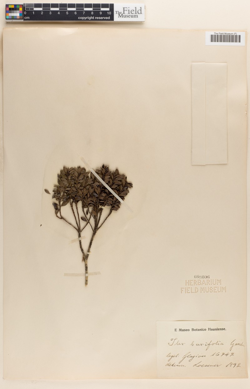 Ilex buxifolia photo 4