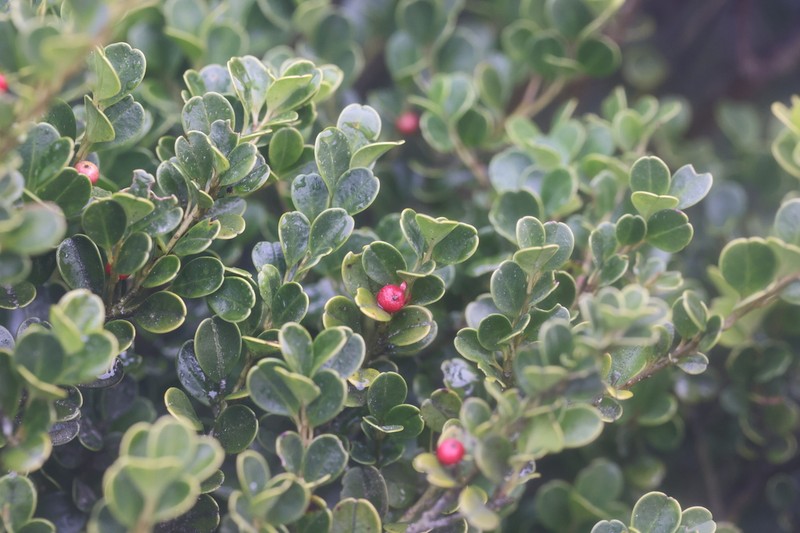 Ilex buxoides