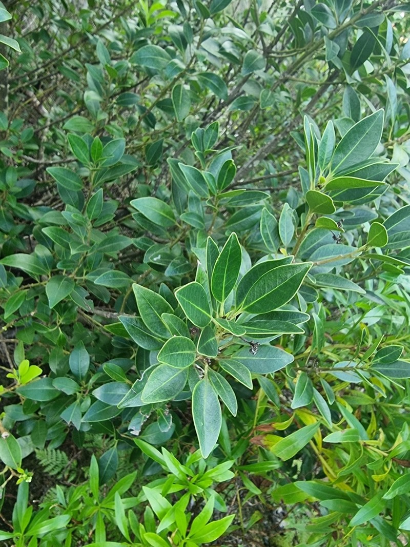 Ilex canariensis photo 2