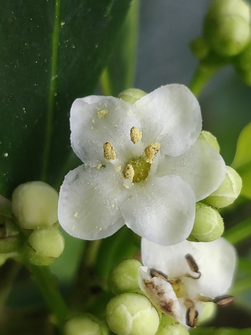 Ilex canariensis photo 3
