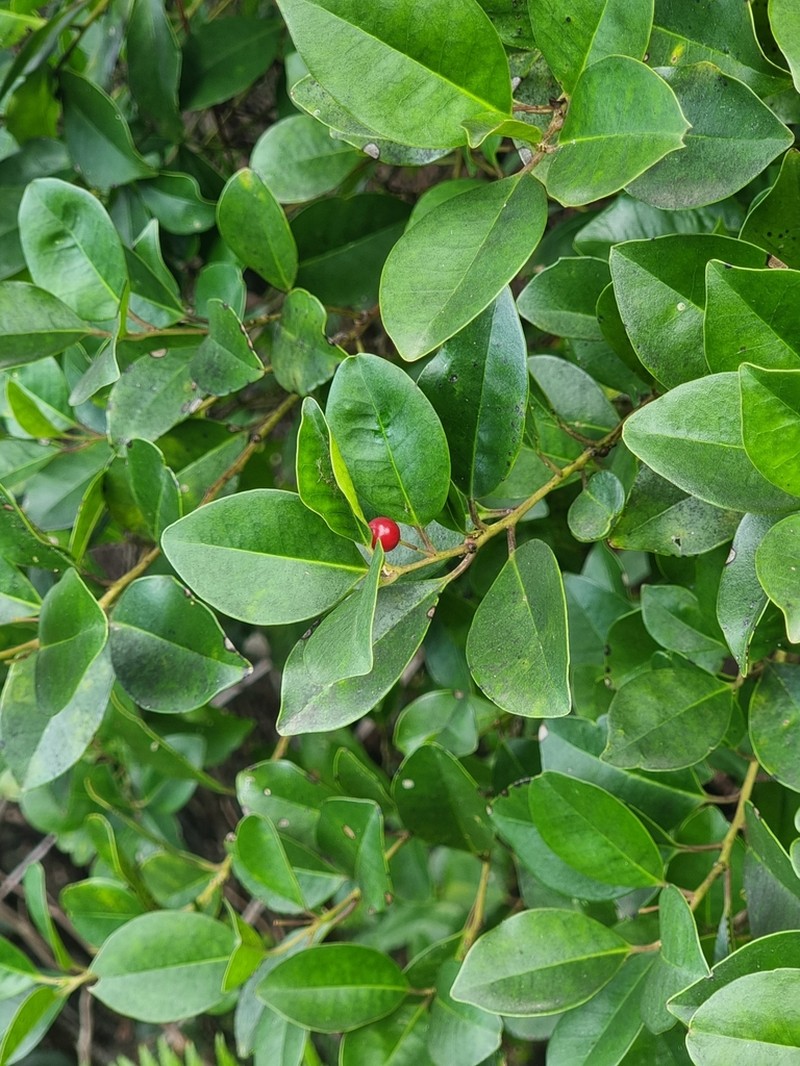 Ilex canariensis photo 4