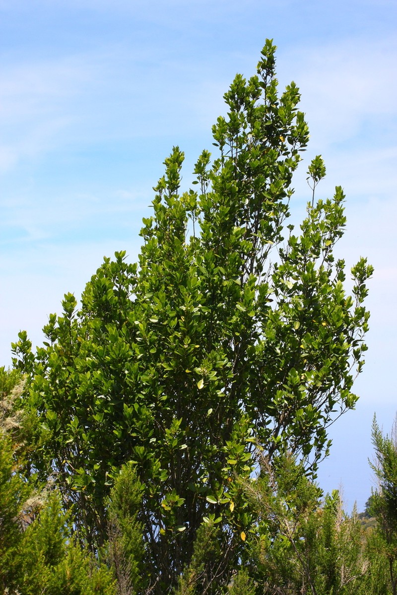 Ilex canariensis photo 5