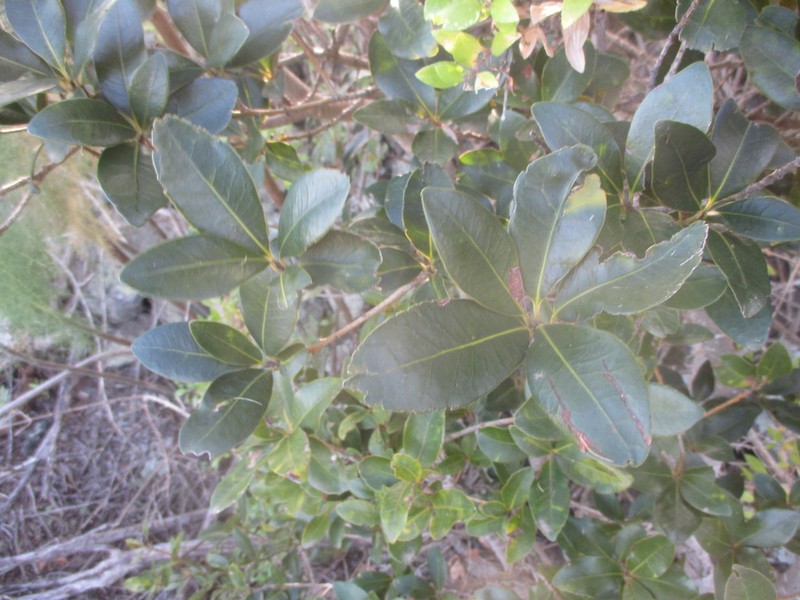 Ilex canariensis photo 6