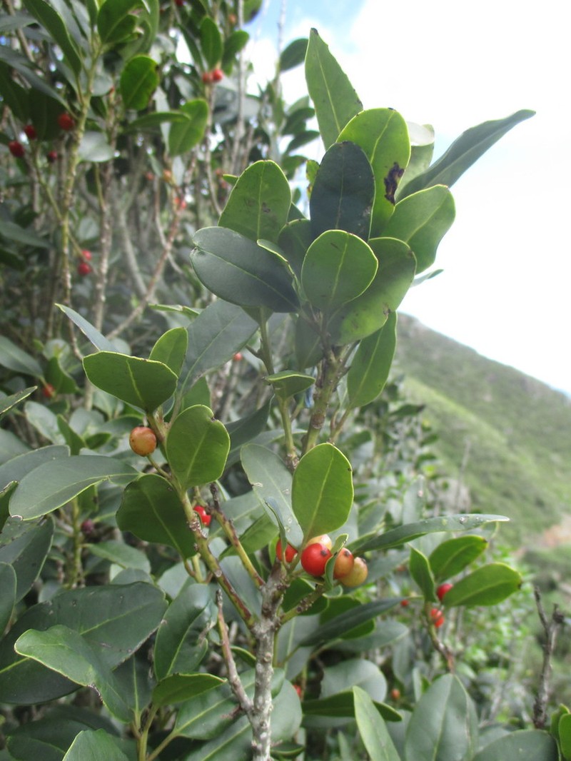 Ilex canariensis photo 7