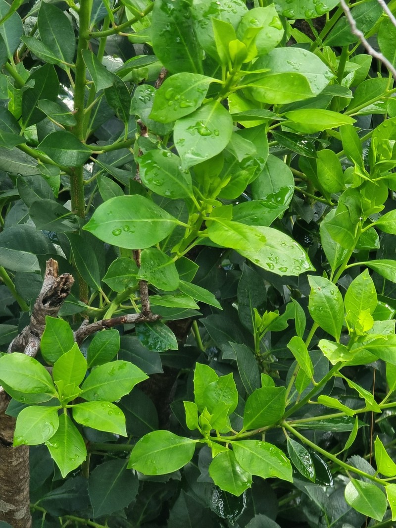 Ilex canariensis subsp. azevinho