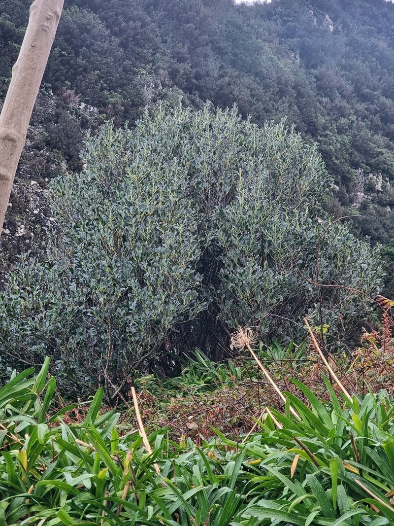Ilex canariensis subsp. azevinho photo 2