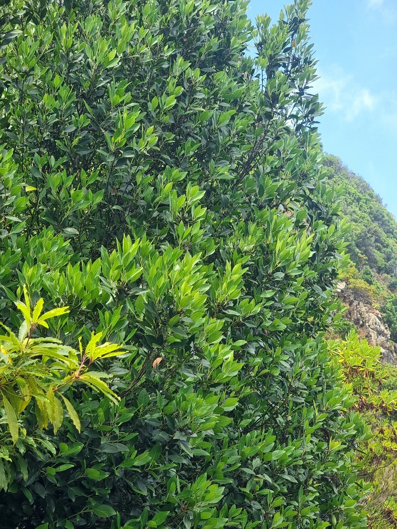 Ilex canariensis subsp. azevinho photo 3