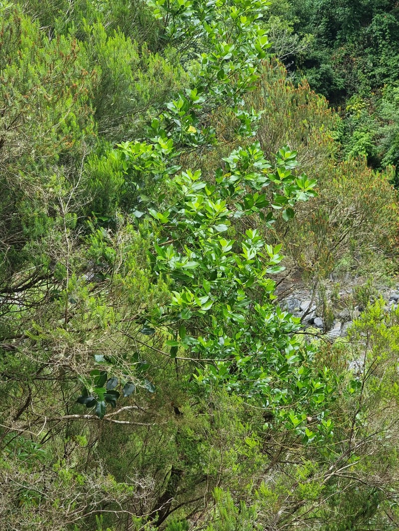 Ilex canariensis subsp. azevinho photo 4