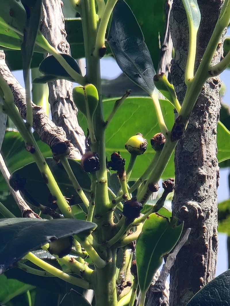 Ilex canariensis subsp. azevinho photo 5