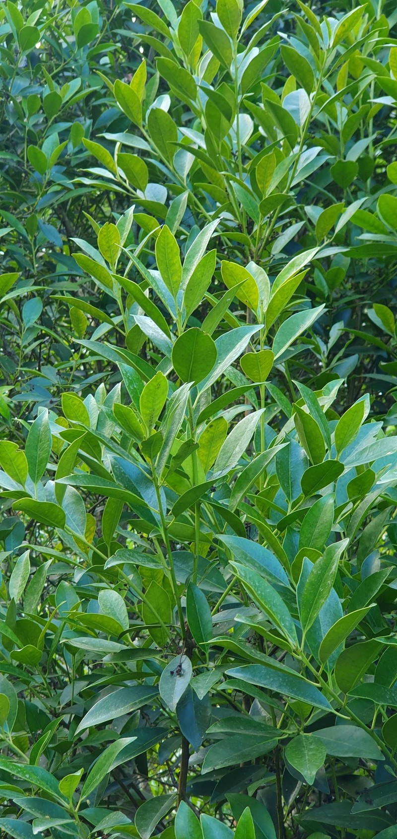 Ilex canariensis subsp. azevinho photo 6