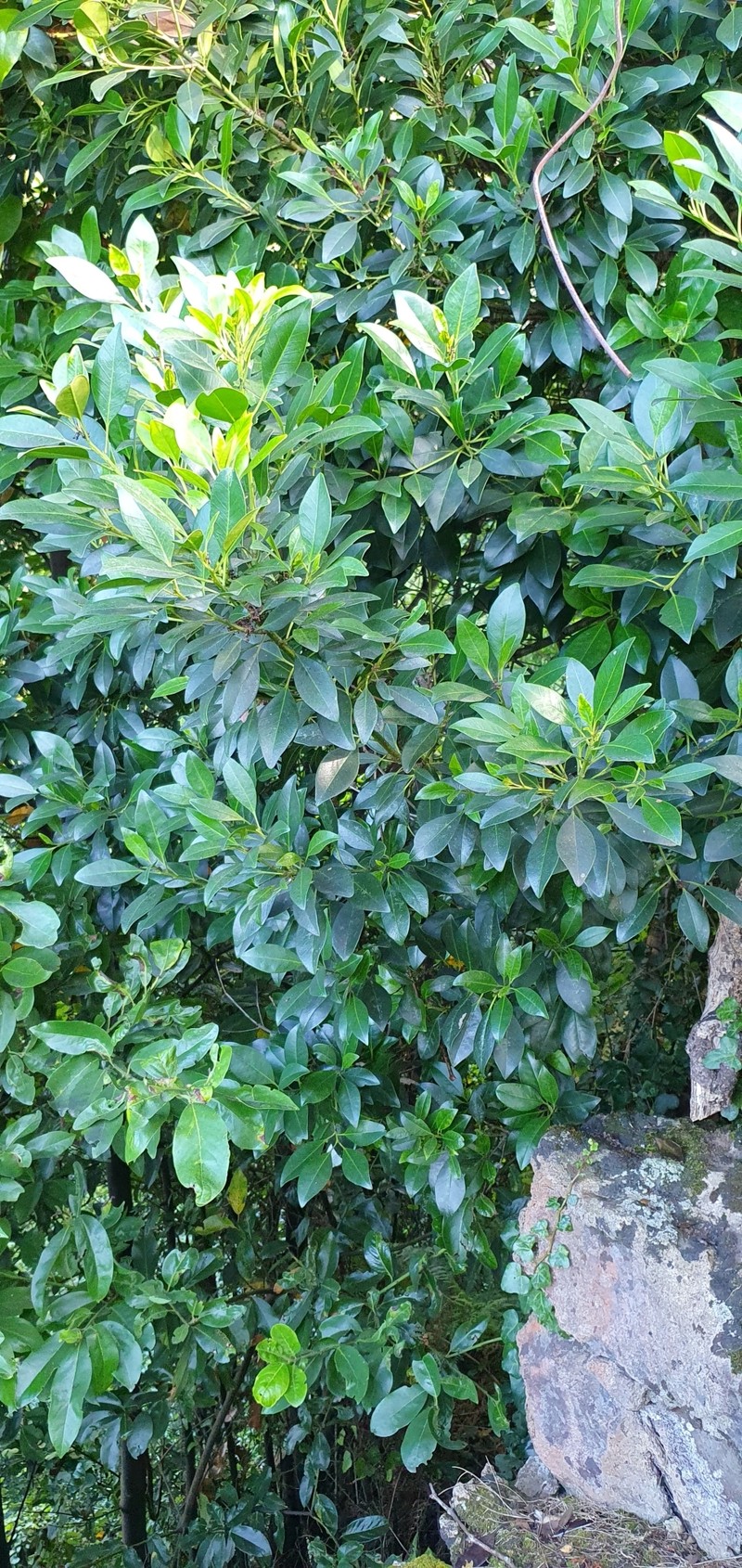 Ilex canariensis subsp. azevinho photo 7