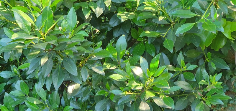 Ilex canariensis subsp. azevinho photo 8
