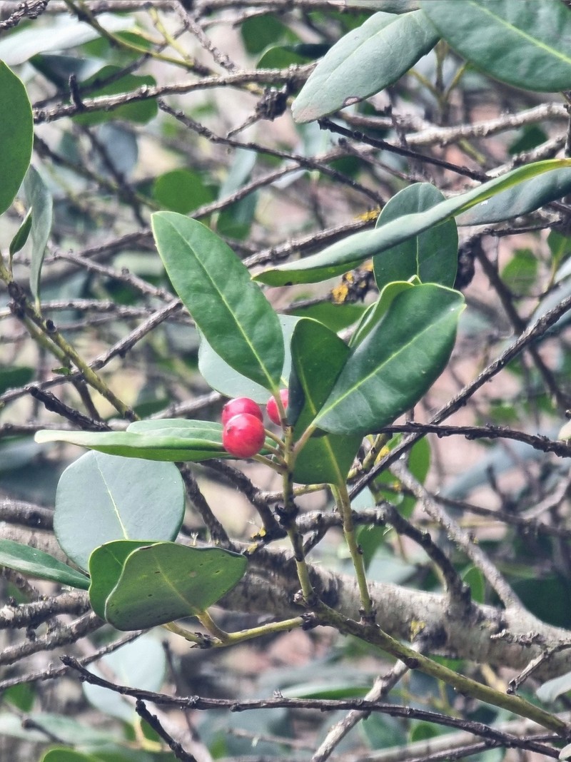Ilex canariensis subsp. canariensis