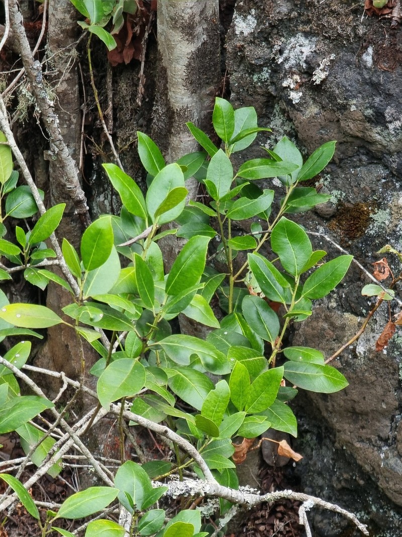Ilex canariensis subsp. canariensis photo 2