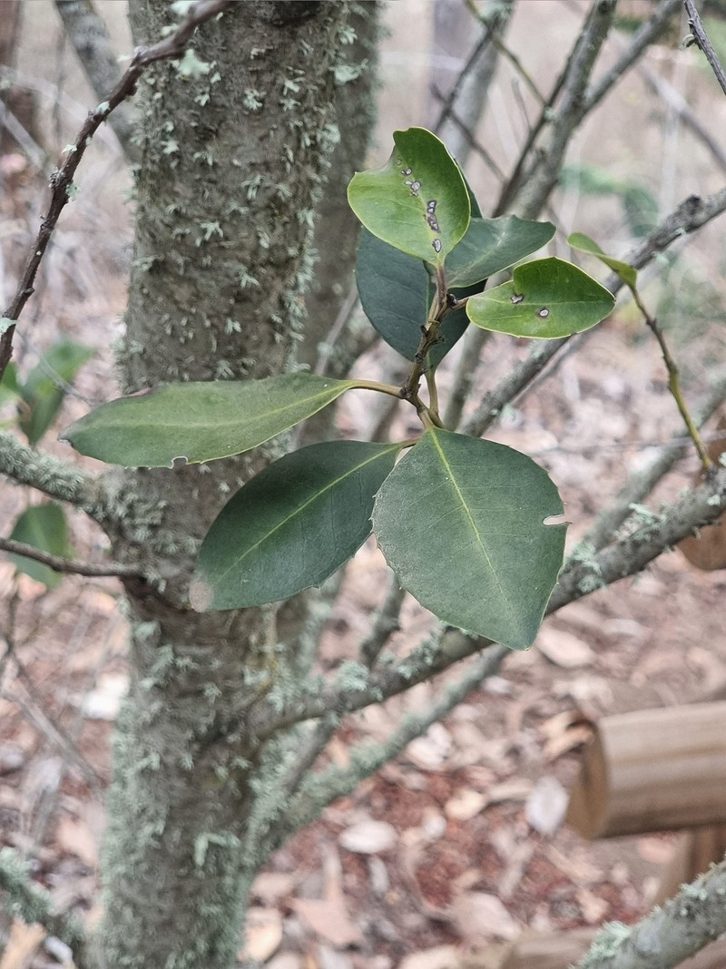 Ilex canariensis subsp. canariensis photo 3