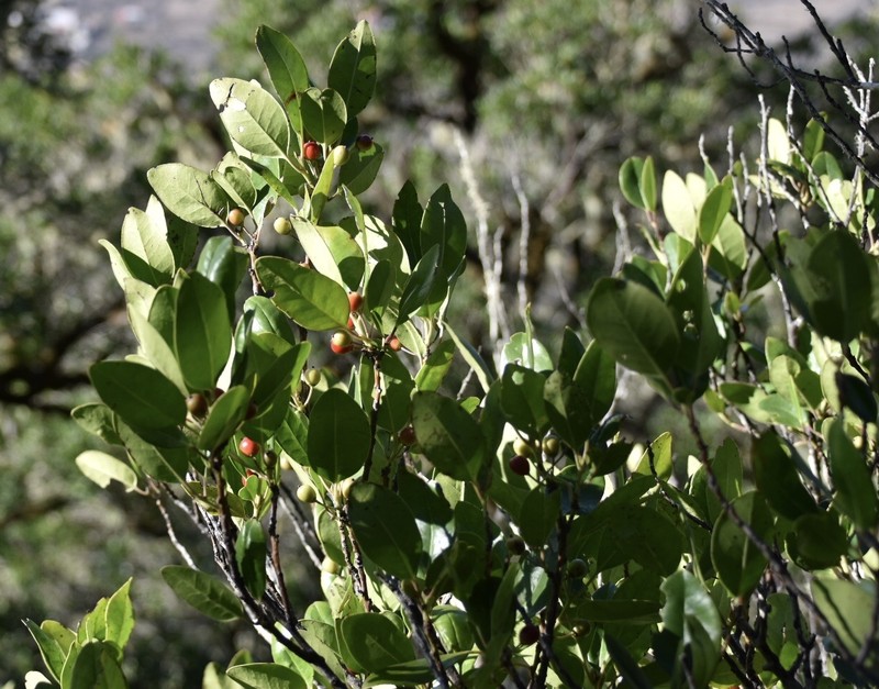 Ilex canariensis subsp. canariensis photo 4