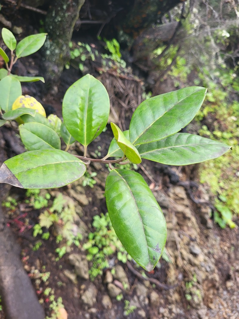 Ilex canariensis subsp. canariensis photo 5