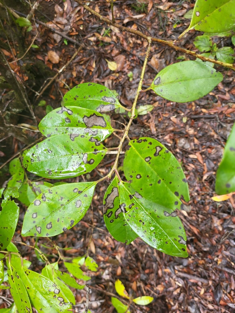 Ilex canariensis subsp. canariensis photo 6