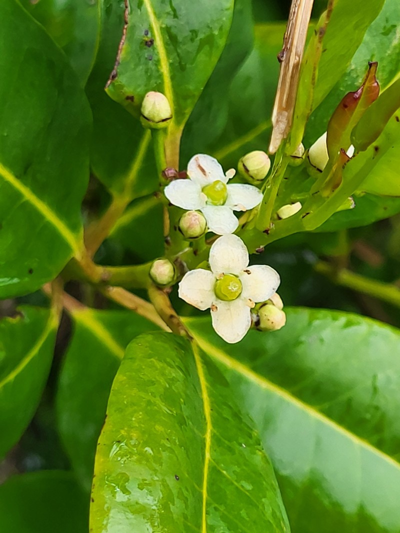 Ilex canariensis subsp. canariensis photo 7
