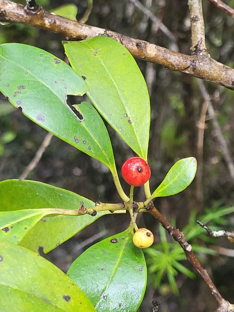 Ilex canariensis subsp. canariensis photo 8