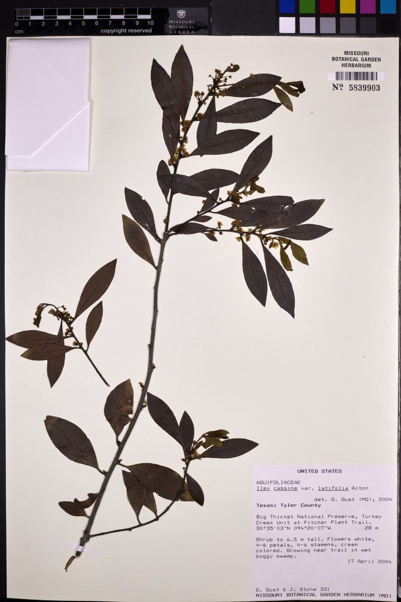 Ilex cassine subsp. cassine