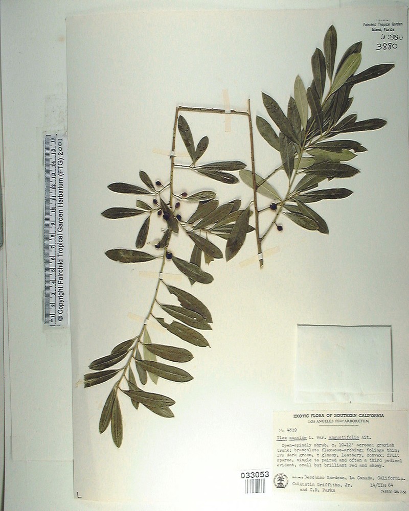 Ilex cassine subsp. cassine photo 2