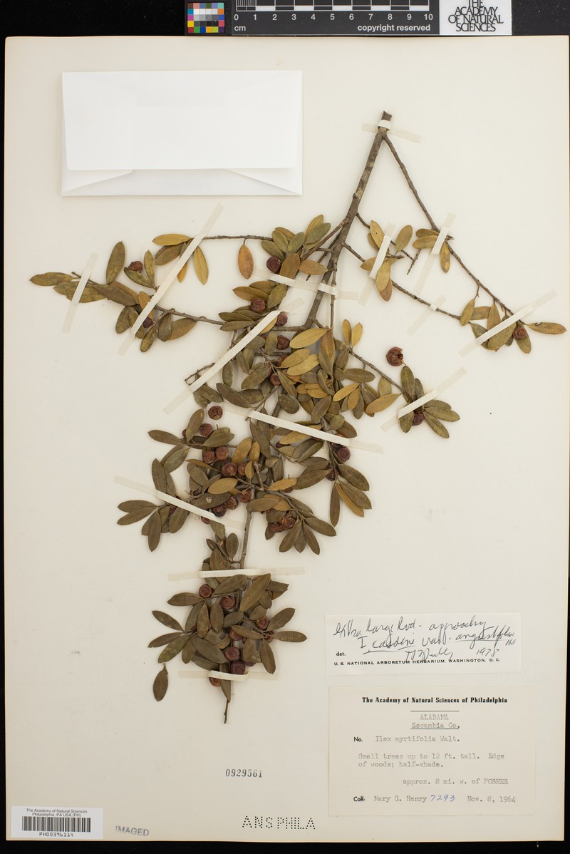 Ilex cassine subsp. cassine photo 3