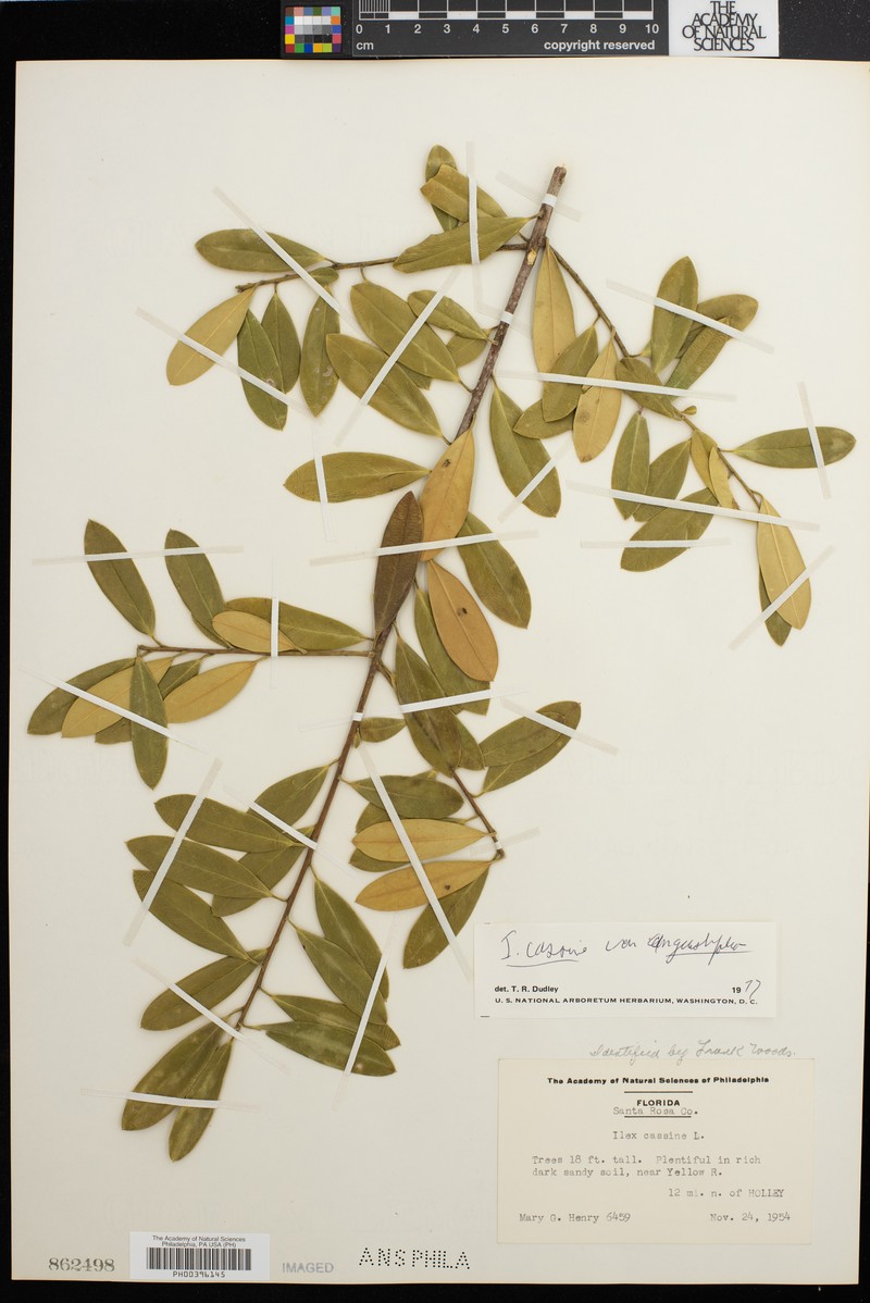 Ilex cassine subsp. cassine photo 5