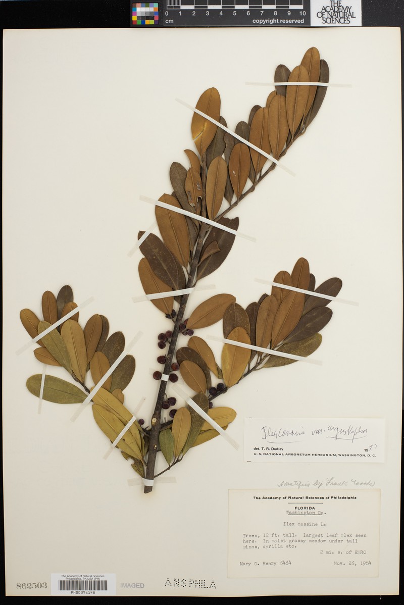 Ilex cassine subsp. cassine photo 6