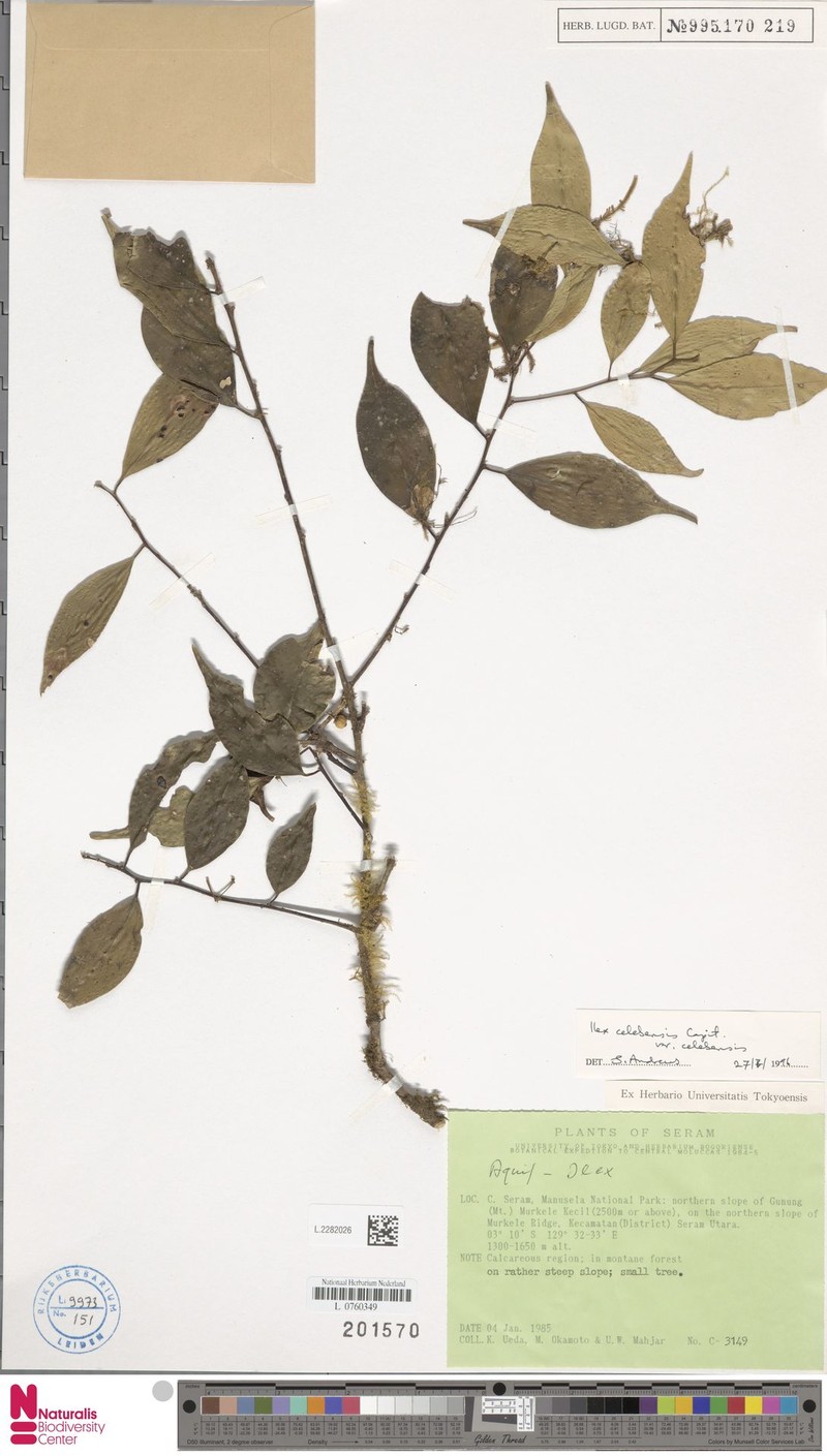 Ilex celebensis