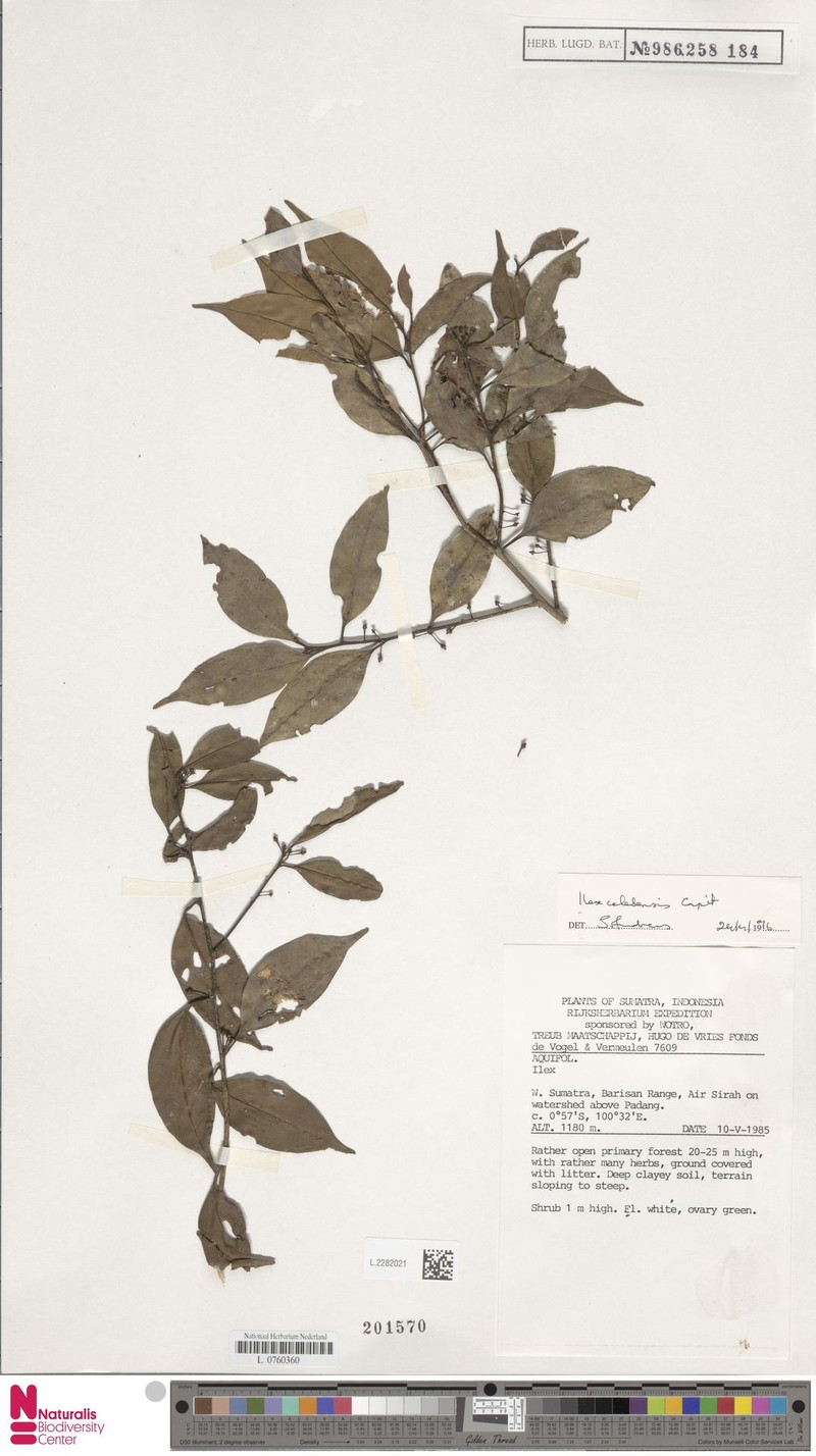 Ilex celebensis photo 2