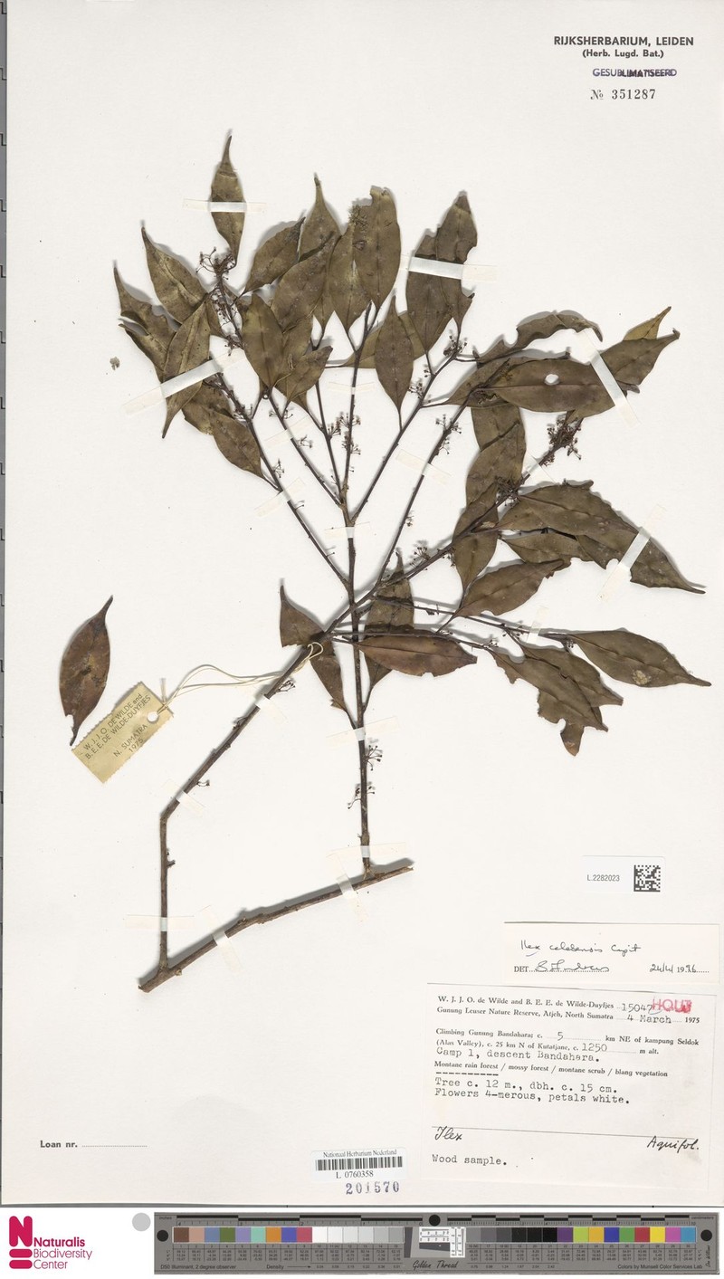 Ilex celebensis photo 3