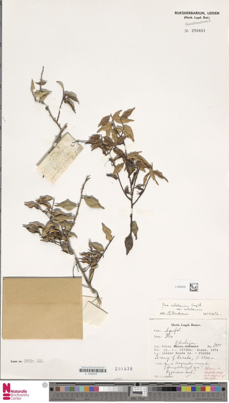 Ilex celebensis photo 4