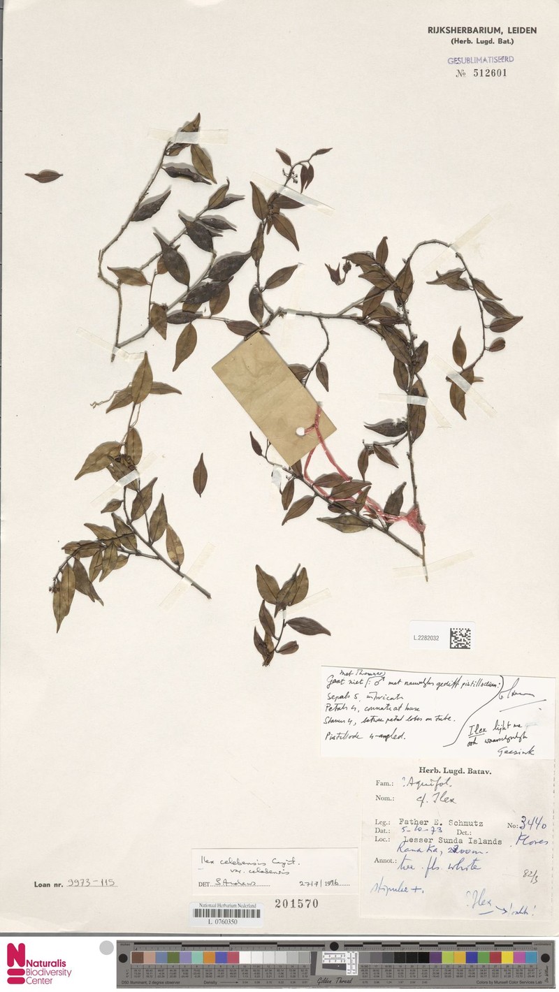 Ilex celebensis var. celebensis photo 3