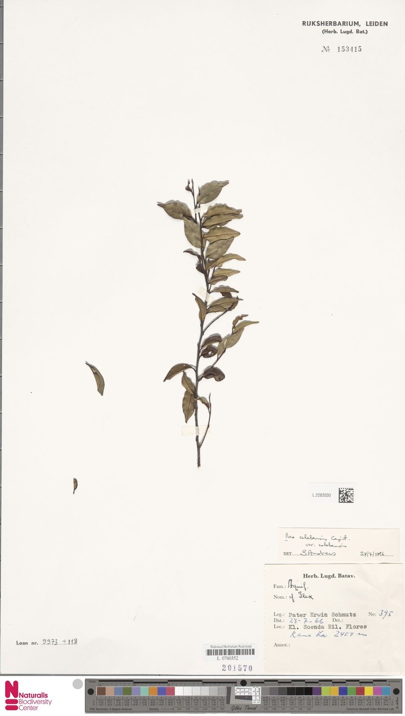 Ilex celebensis var. celebensis photo 4