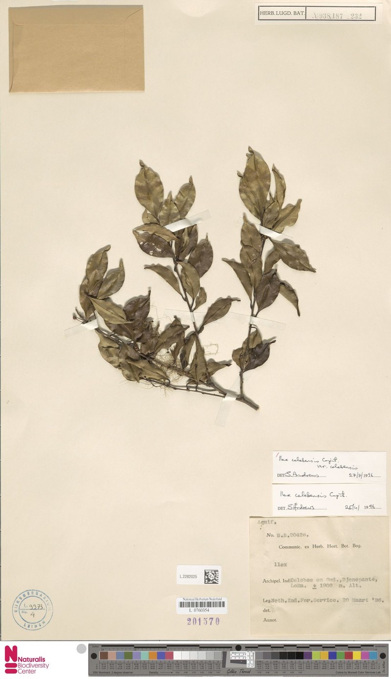 Ilex celebensis var. celebensis photo 5