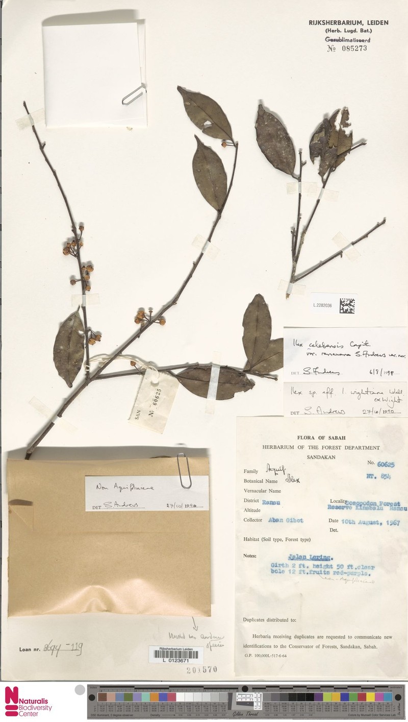 Ilex celebensis var. ranauana