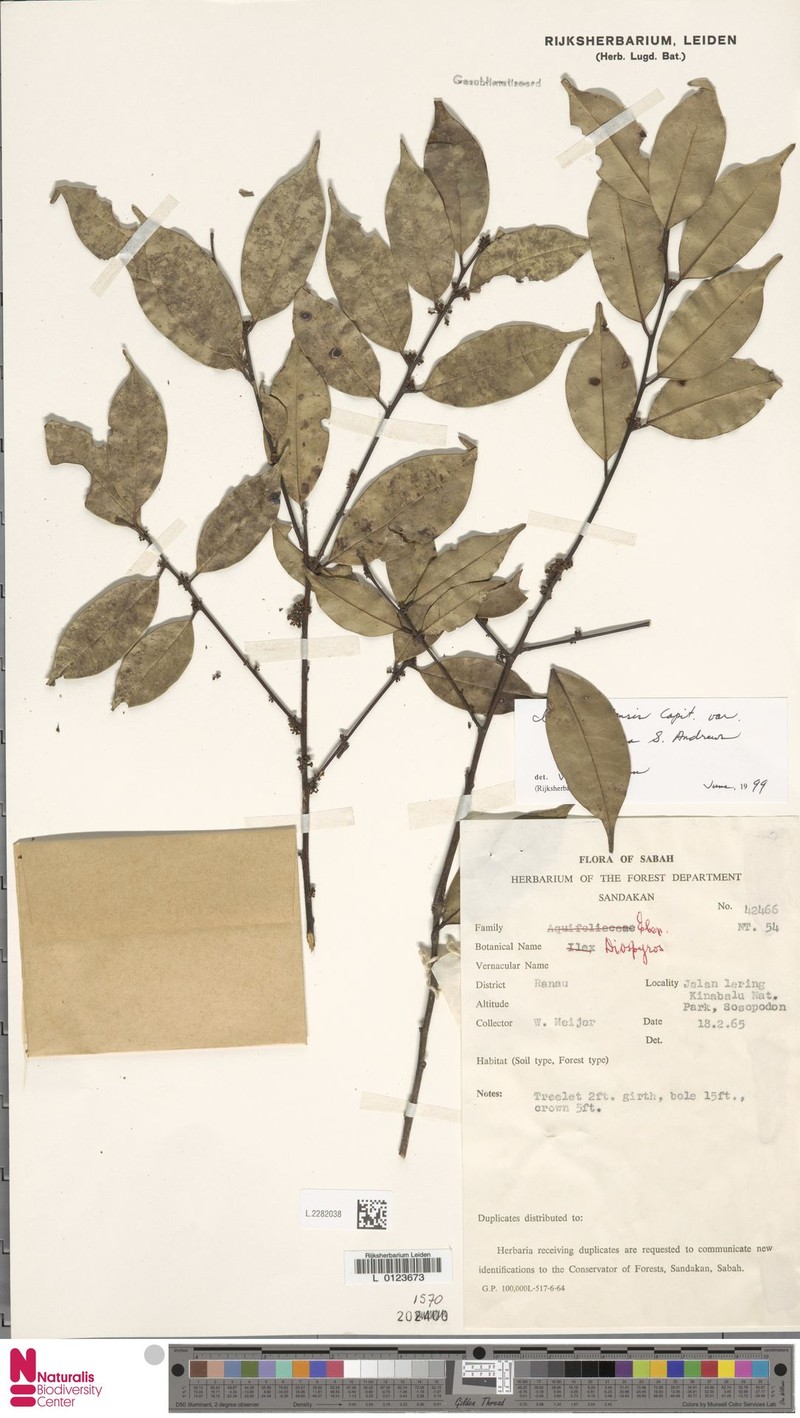 Ilex celebensis var. ranauana photo 2
