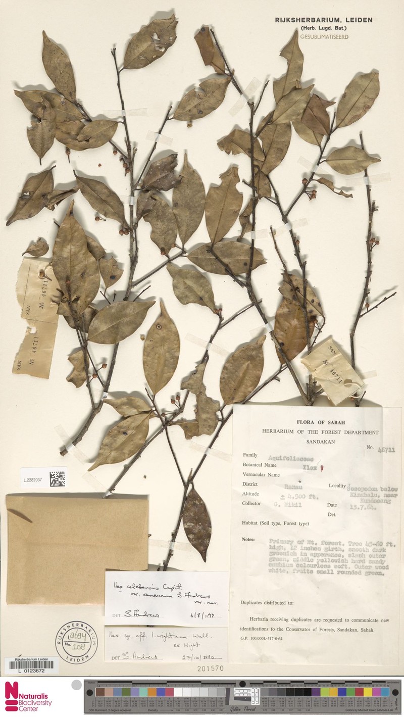 Ilex celebensis var. ranauana photo 3