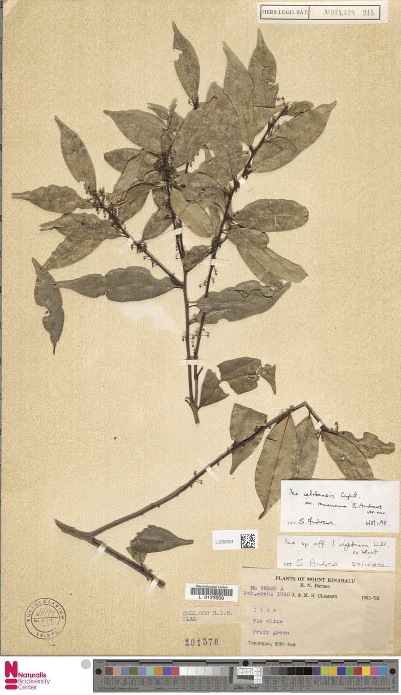 Ilex celebensis var. ranauana photo 4